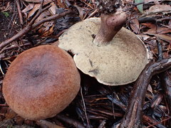Tylopilus brunneus