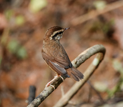 Urosphena squameiceps