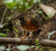 Turdus dissimilis