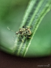 Charagochilus