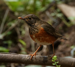 Turdus dissimilis