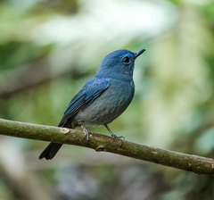 Cyornis unicolor