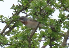 Curruca cantillans