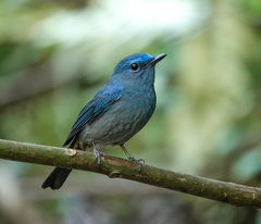 Cyornis unicolor