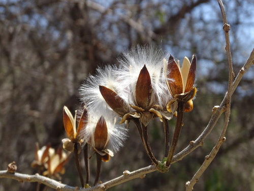 Ipomoea pauciflora