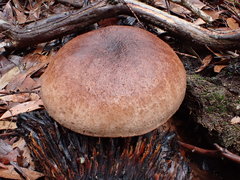Tylopilus brunneus