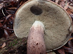 Tylopilus brunneus