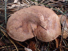 Tylopilus brunneus