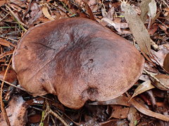 Tylopilus brunneus