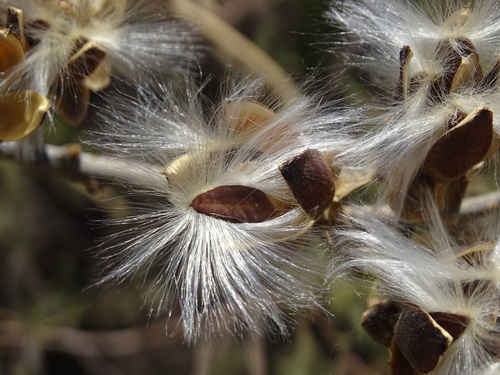 Ipomoea pauciflora