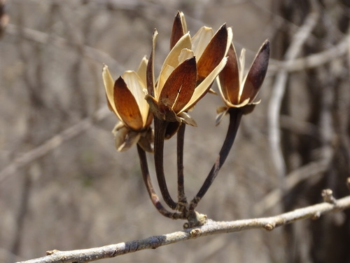 Ipomoea pauciflora
