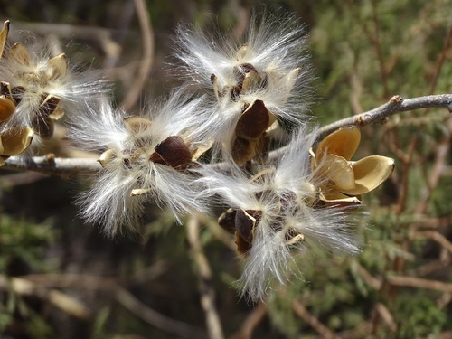 Ipomoea pauciflora