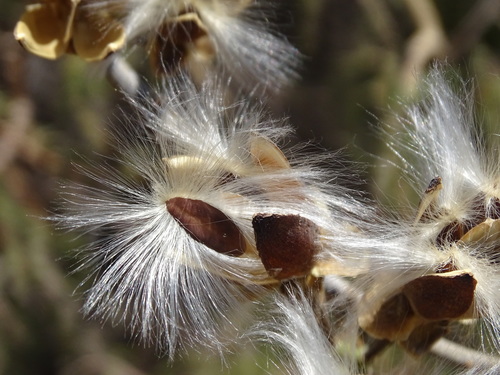 Ipomoea pauciflora