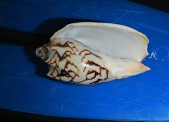 Cymbiola vespertilio