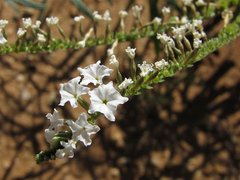 Heliotropium longiflorum
