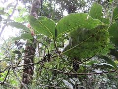 Ocotea kenyensis