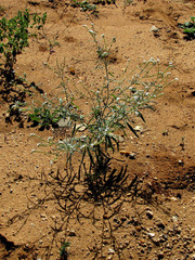 Heliotropium longiflorum