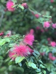 Calliandra tergemina emarginata