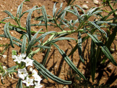 Heliotropium longiflorum