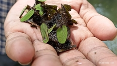 Salvinia minima