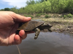 Apalone spinifera spinifera