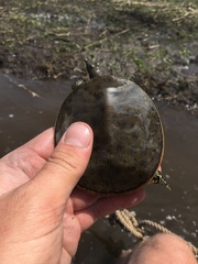 Apalone spinifera spinifera