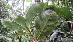 Ocotea kenyensis