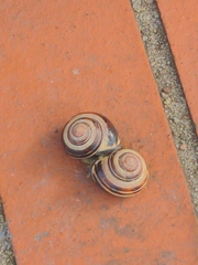 Cepaea nemoralis