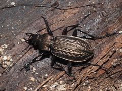 Carabus granulatus