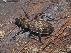 Carabus granulatus