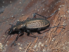 Carabus granulatus