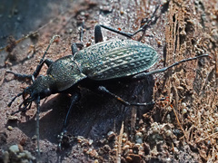 Carabus granulatus