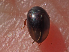 Cercyon lateralis