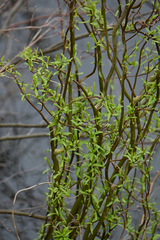 Salix babylonica tortuosa