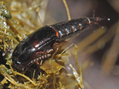 Tachinus