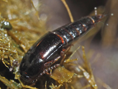 Tachinus