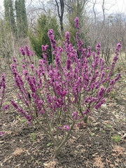 Daphne mezereum