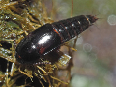 Tachinus