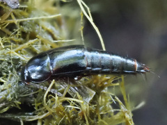 Tachinus
