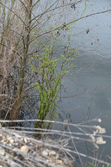 Salix babylonica tortuosa
