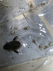 Cybister tripunctatus