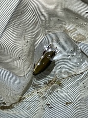 Cybister tripunctatus