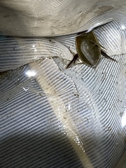 Cybister tripunctatus