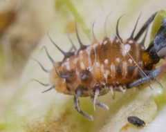 Apolinus lividigaster