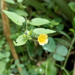 Sida cordata