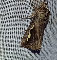 Didugua argentilinea