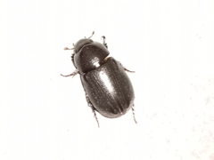 Dyscinetus morator