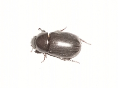 Dyscinetus morator