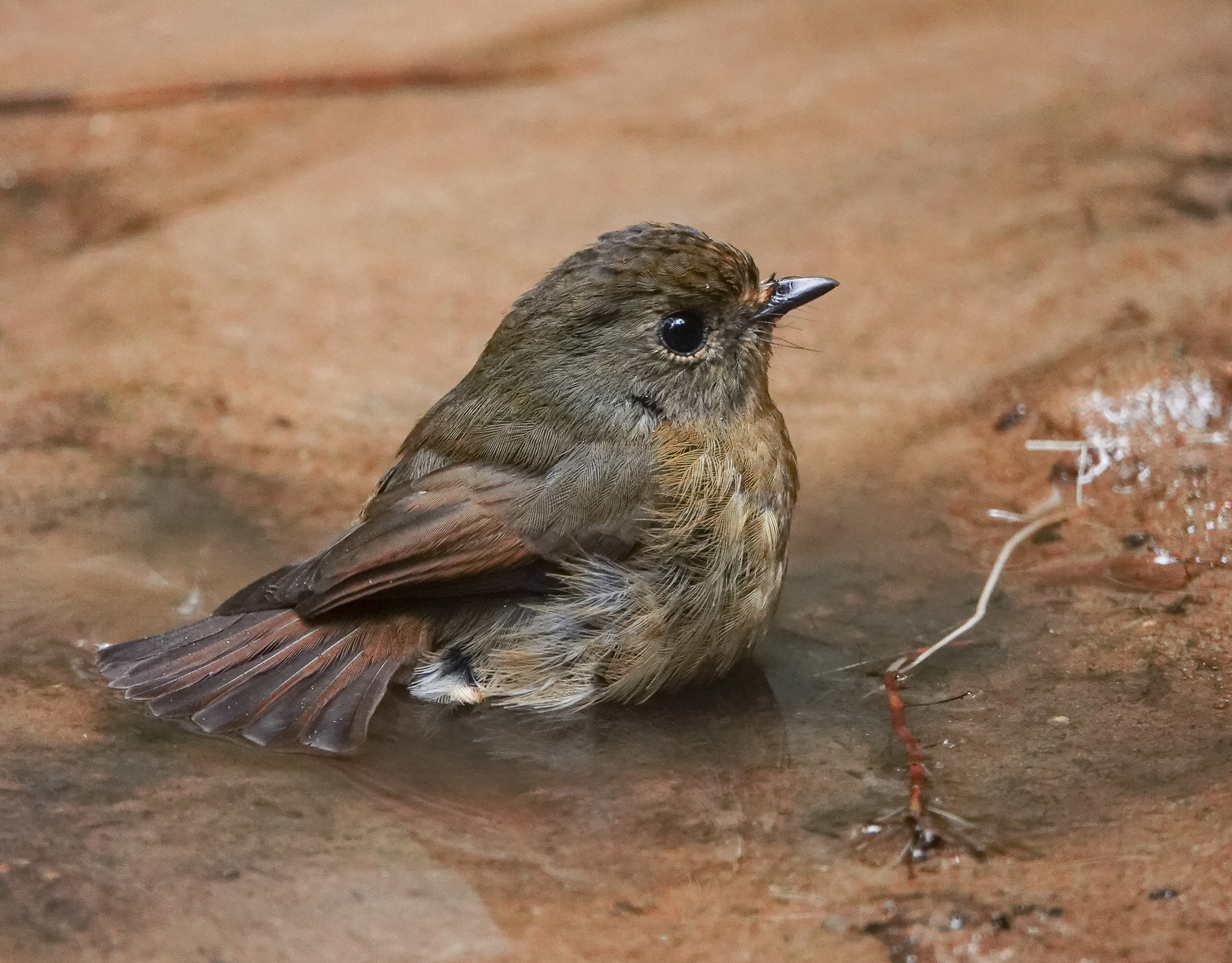 Hill Blue Flycatcher illustration