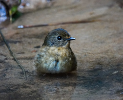 Cyornis whitei